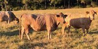 4 Charolais Cross Cows... E. Central TX