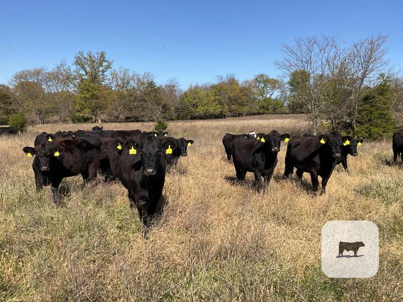 Cattle Range Listing Photo