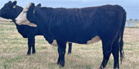 5 Angus & 'BWF' Bred Heifers... Central TX
