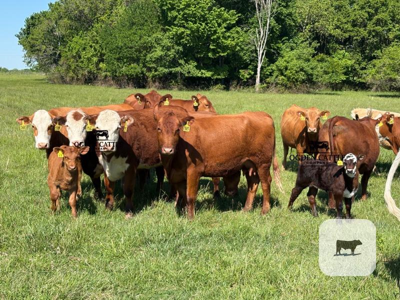 Cattle Range Listing Photo