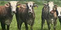 27 F1 Braford/Tigerstripe Bred Heifers... Northeast TX