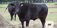 90 Angus, Charolais & Red Angus Cows... E. Central OK