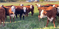 48 Braford/Hereford Bred Heifers... East TX