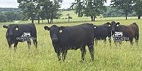 50 Angus & BWF Bred Heifers... Southwest MO