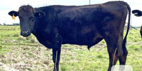 1 Reg. Fullbood Wagyu Bull... Southwest LA