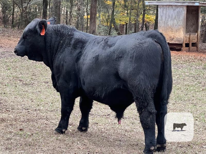 Cattle Range Listing Photo