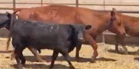 70 Angus & Angus Cross Pairs... TX Panhandle