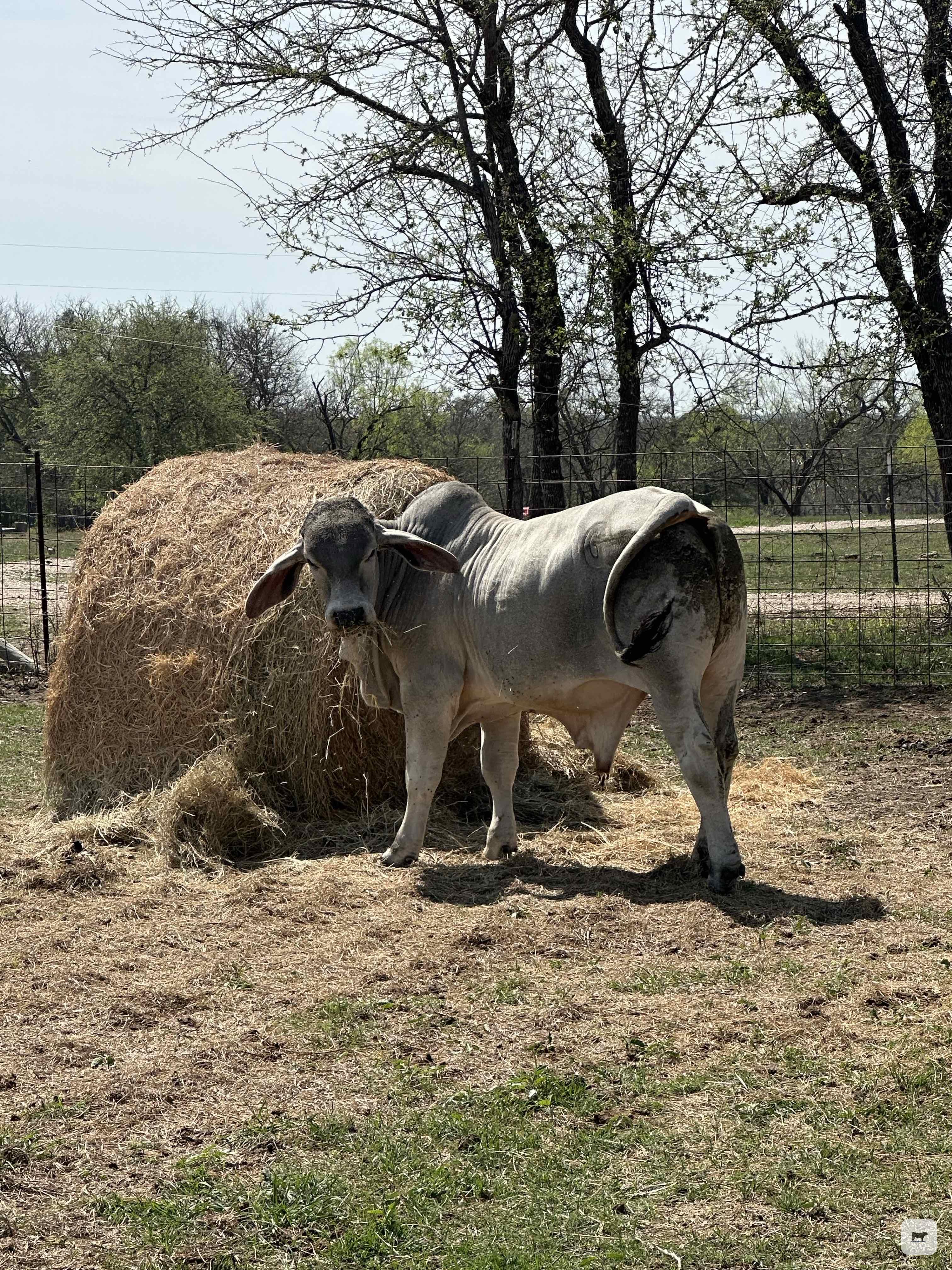 Cattle Range Listing Photo