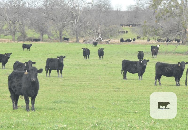 Cattle Range Listing Photo