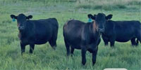 15 Angus Plus Bred Heifers... North TX
