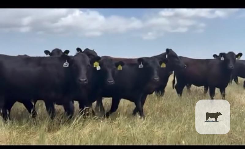Cattle Range Listing Photo
