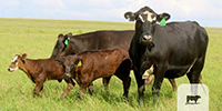 20 Angus Plus & BWF 1st-Calf Pairs... Central TX