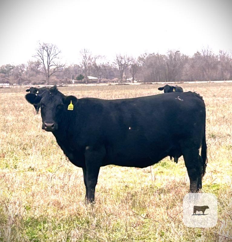 Cattle Range Listing Photo