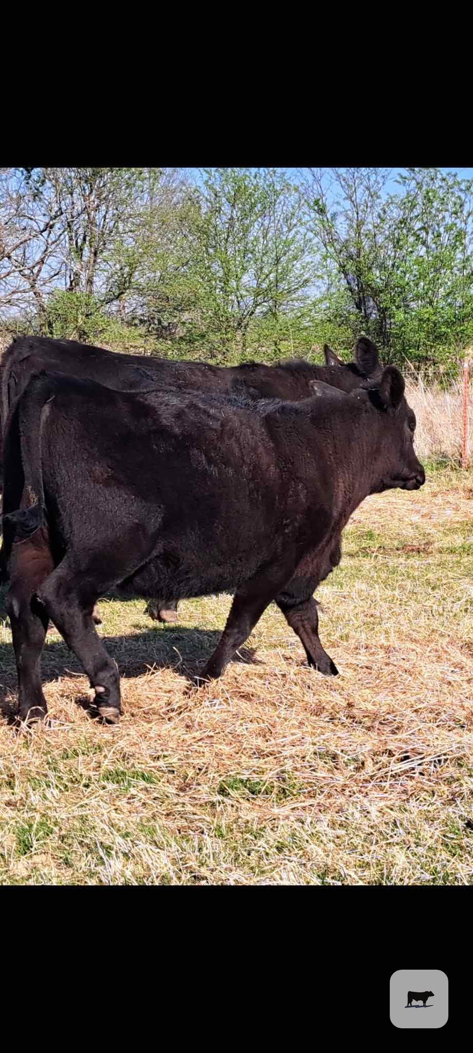 Cattle Range Listing Photo