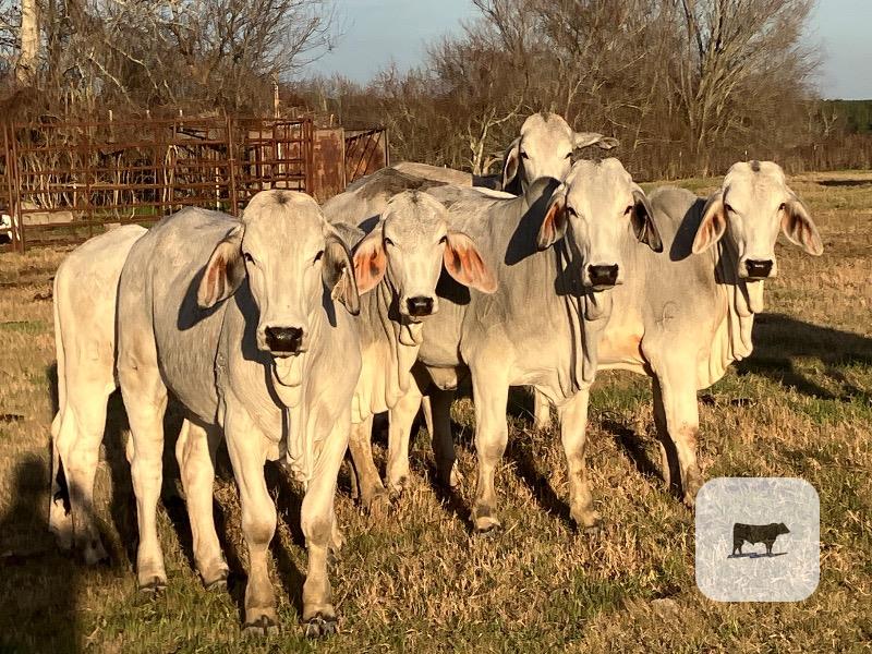 Cattle Range Listing Photo