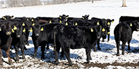 75 Angus & BWF Rep. Heifers... Southwest MO