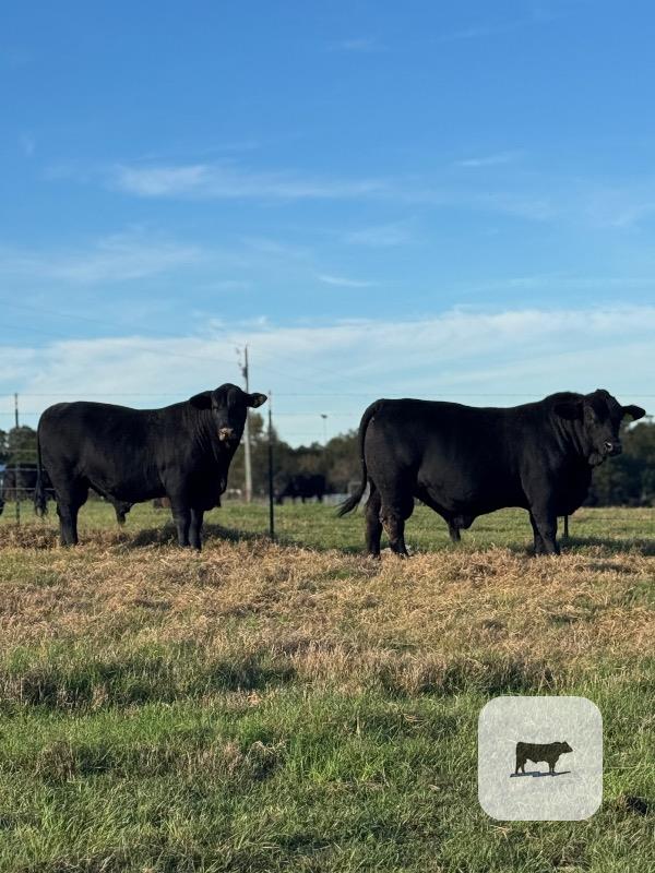 Cattle Range Listing Photo