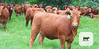 73 Red Angus Rep. Heifers... Central TX