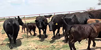 84 Angus & Angus Plus Pairs... West TX