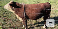 1 Reg. Hereford Bull... Northeast AL