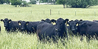 75 Angus & BWF Rep. Heifers... Southwest MO