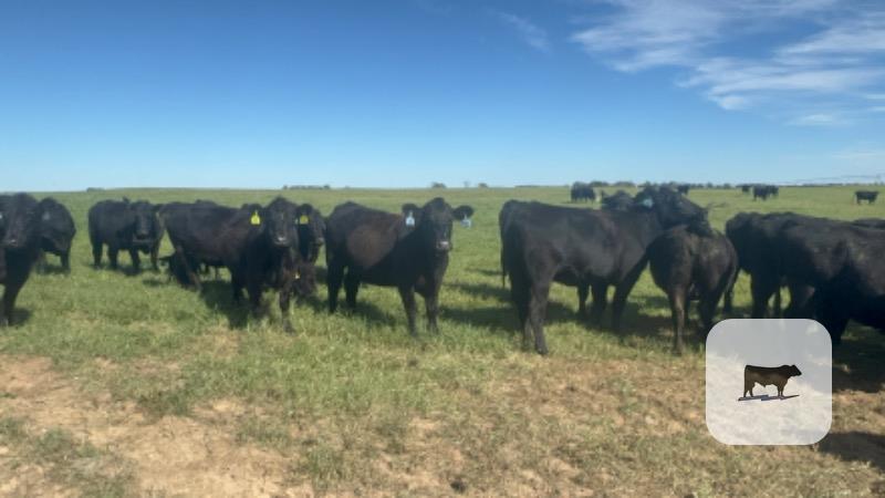 Cattle Range Listing Photo 2