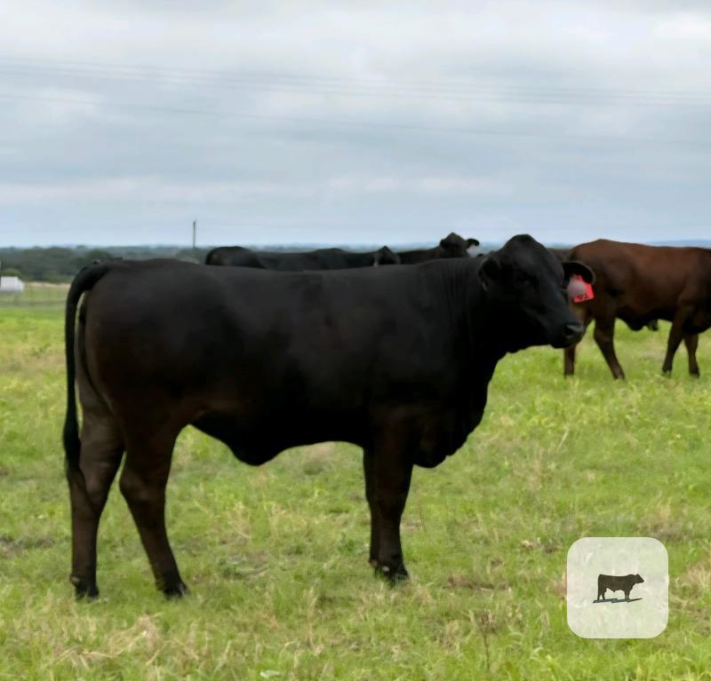 Cattle Range Listing Photo