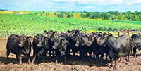 10 Angus Bred Heifers... S. Central IA ~ FD