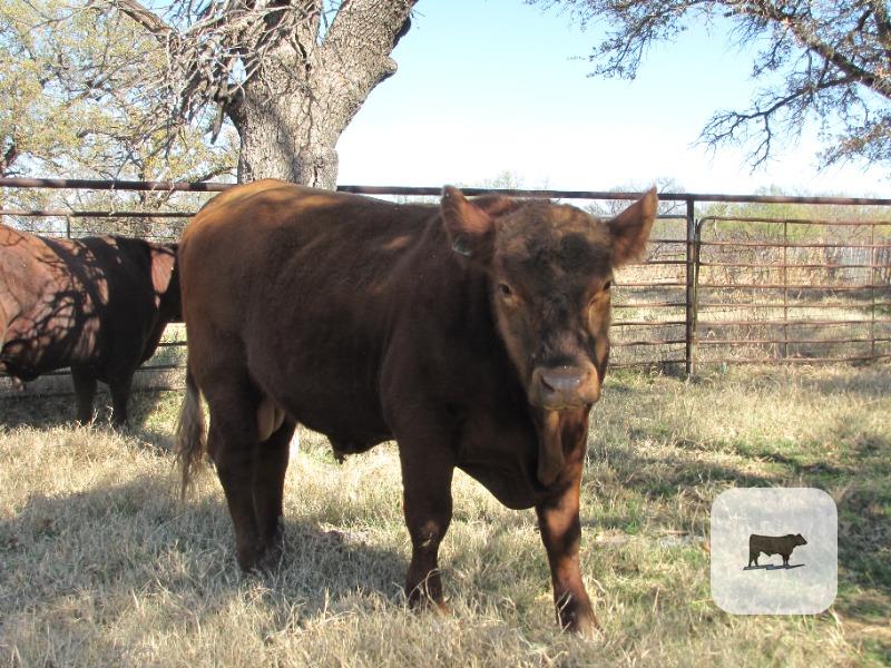 Cattle Range Listing Photo
