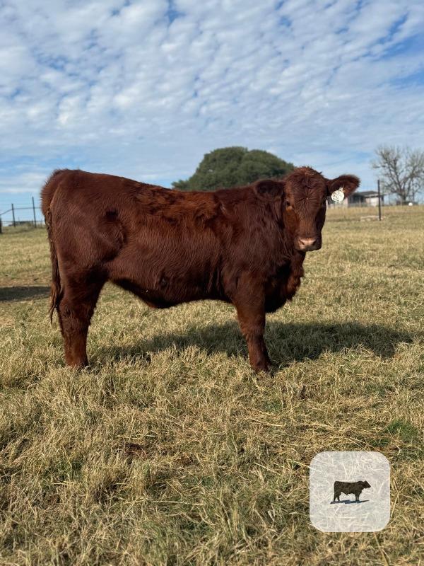 Cattle Range Listing Photo