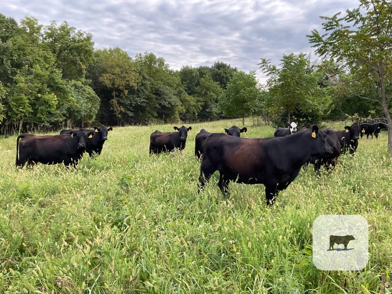 Cattle Range Listing Photo