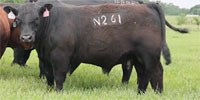 10 Gelbvieh Cross Bulls... Southwest MO
