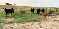 16 Angus 1st-Calf Pairs... Central TX