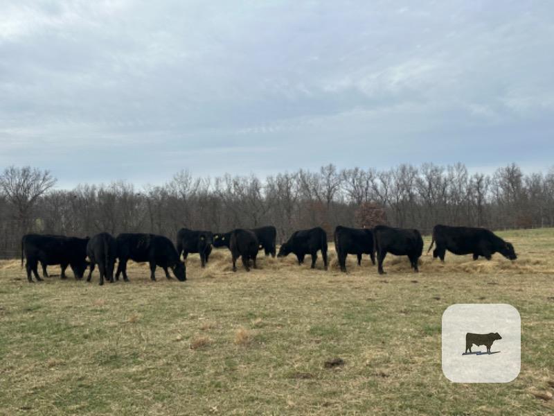 Cattle Range Listing Photo