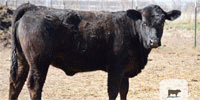 110 Angus, 'BWF' & Crossbred Bred Heifers w/ 1+ Calves... E. Central OK