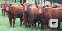 65 Red Angus Replacement Heifers... Central TX