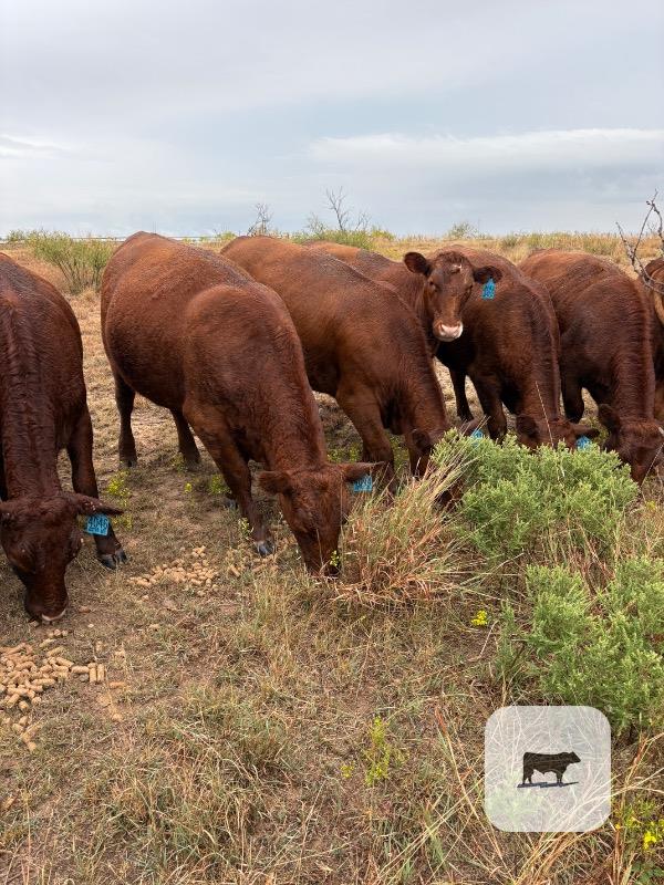 Cattle Range Listing Photo