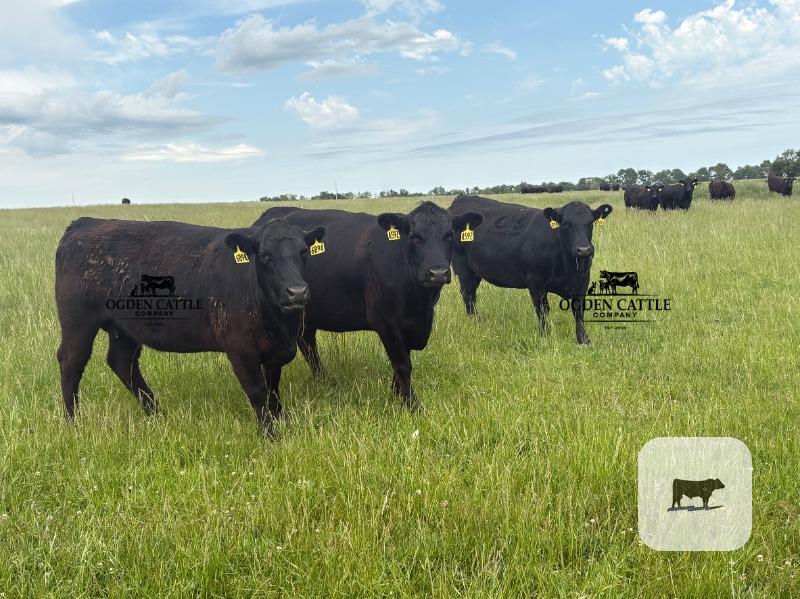 Cattle Range Listing Photo