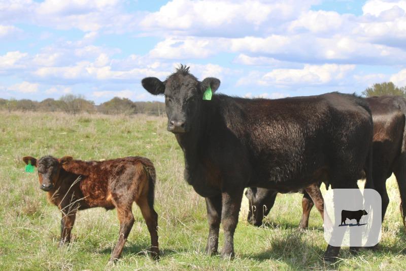 Cattle Range Listing Photo