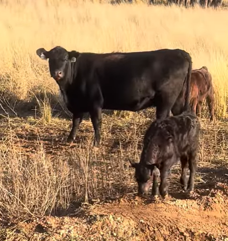 Cattle Range Listing Photo