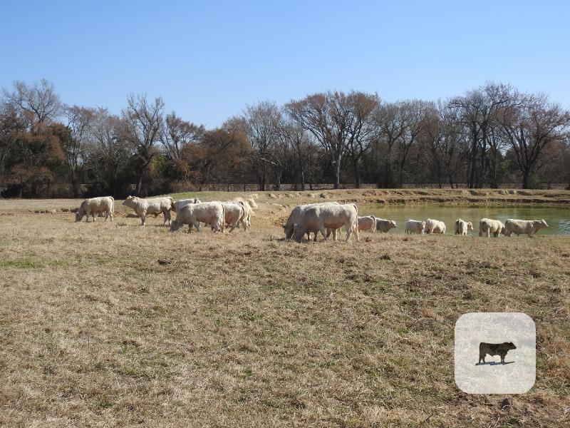 Cattle Range Listing Photo