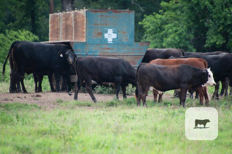 Cattle Range Listing Photo