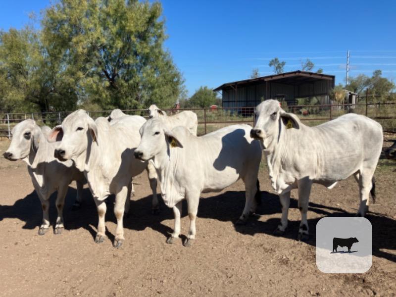Cattle Range Listing Photo