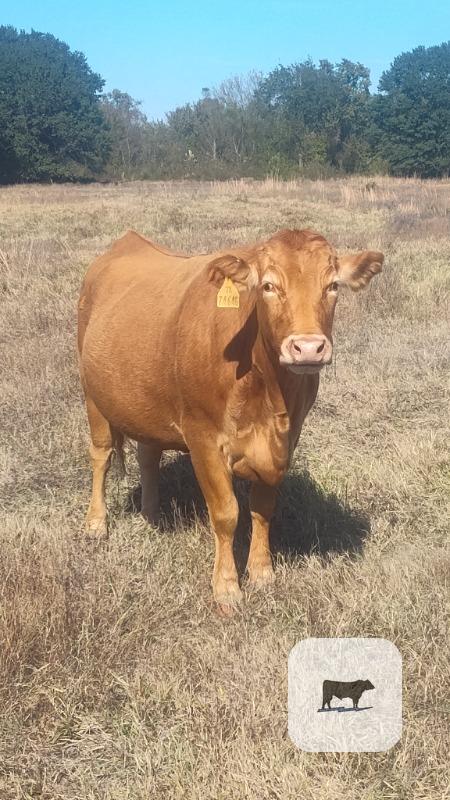 Cattle Range Listing Photo