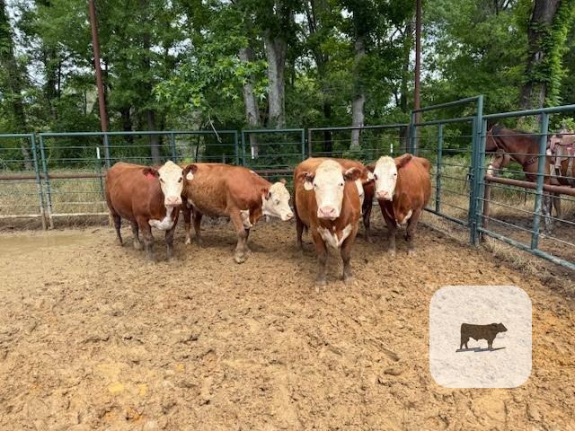 Cattle Range Listing Photo