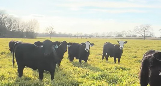 Cattle Range Listing Photo