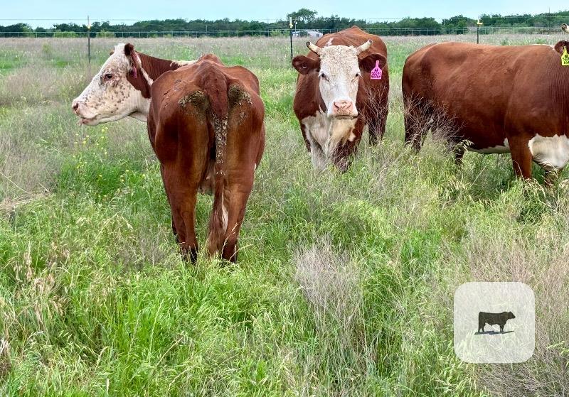 Cattle Range Listing Photo