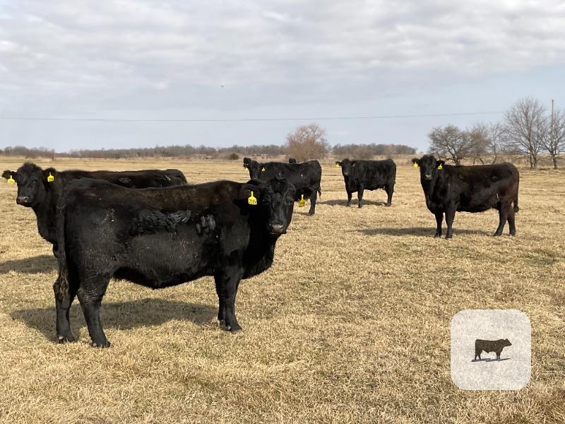 Cattle Range Listing Photo