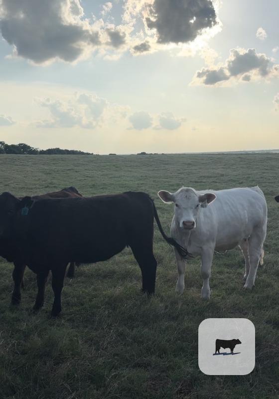 Cattle Range Listing Photo