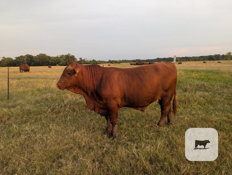 Cattle Range Listing Photo